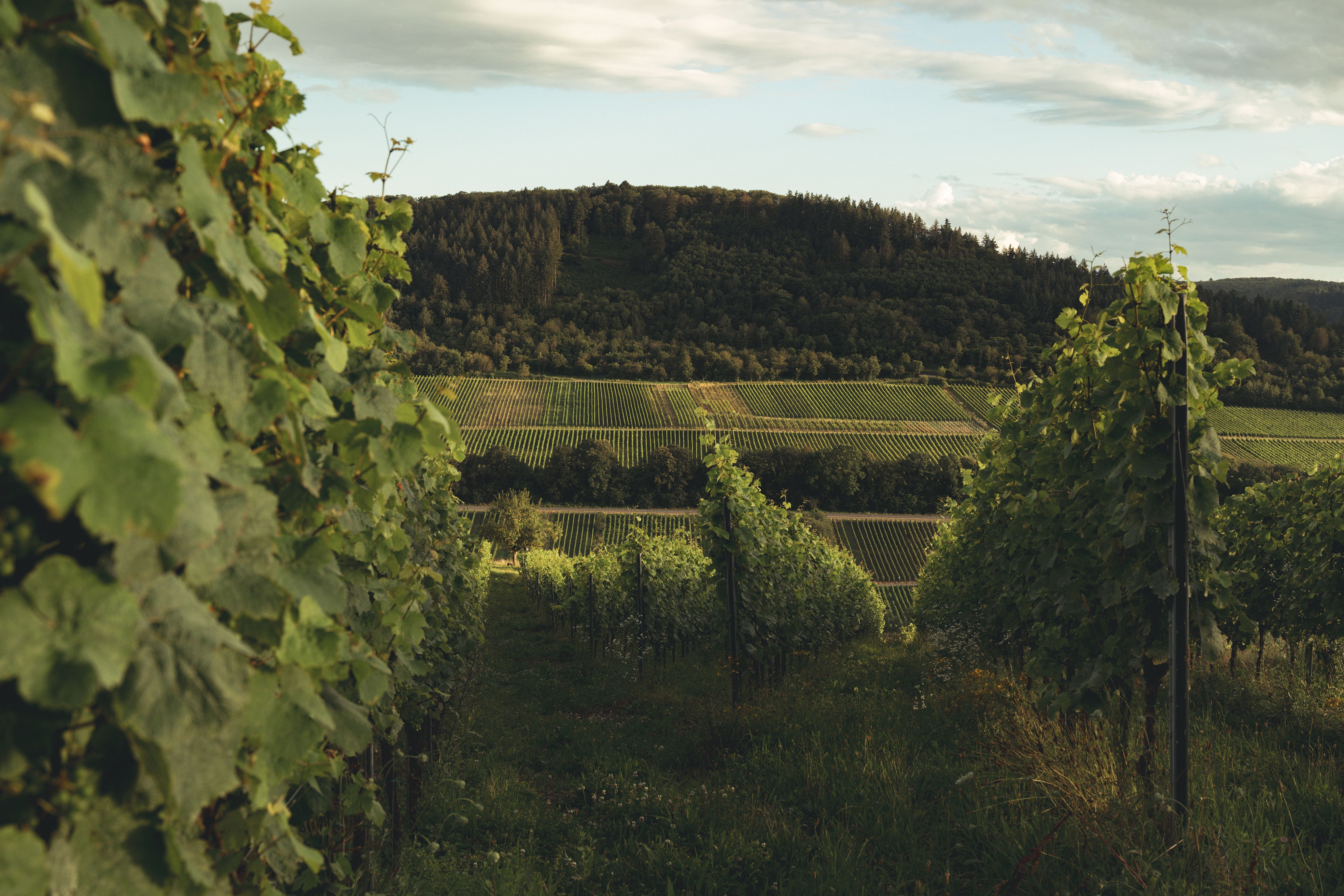 Merler Fettgarten Mosel Weine